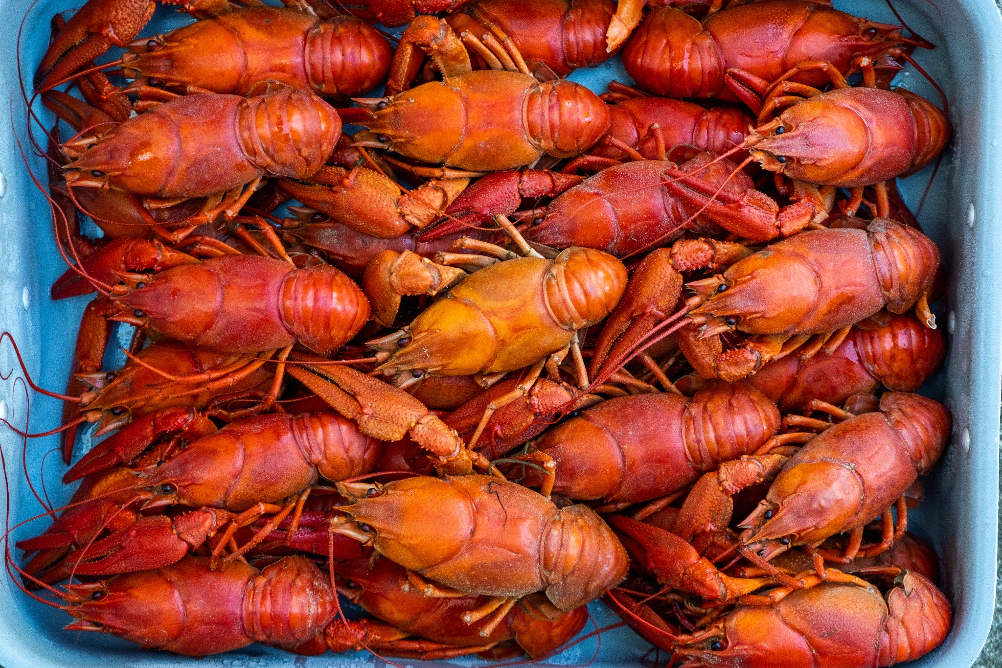 Food photography